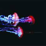 Viaje A 800 : Estampida De Trombones